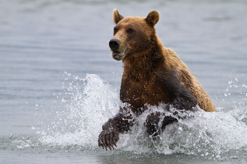 Grizzly Bear Chasing Salmon